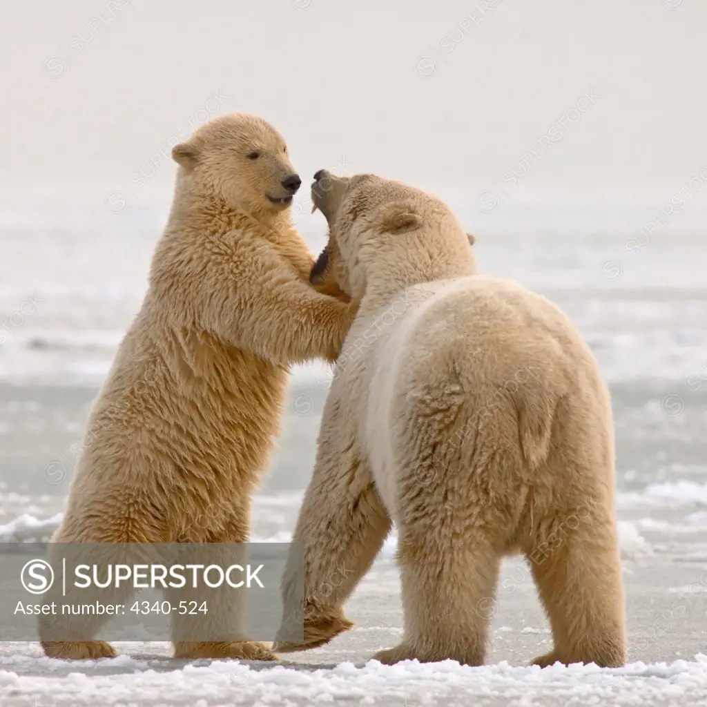 Polar Bear Cub Playing with a Subadult on the Pack Ice
