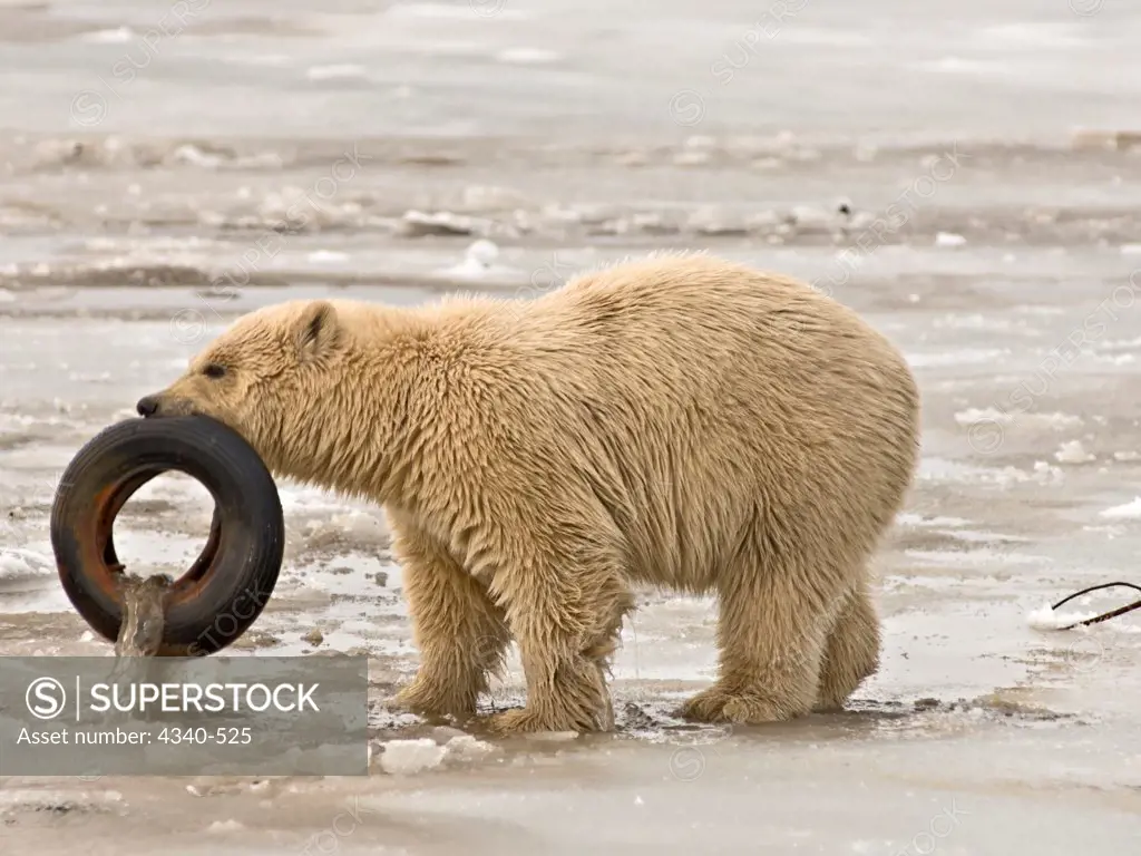 Polar Bear Cub Playing with a Tire on the Pack Ice