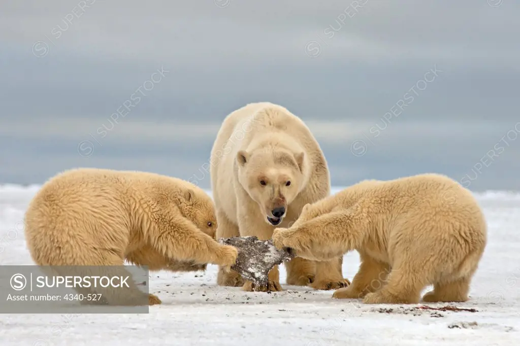 Polar Bear Sow With Spring Cubs Fighting Over a Piece of Whale Meat