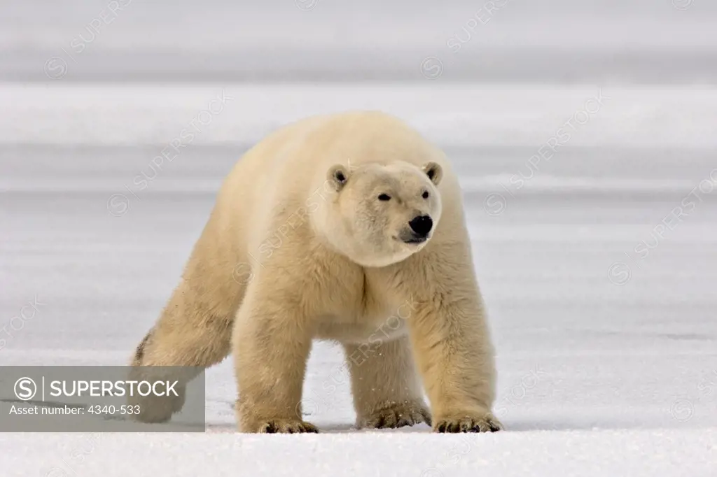 Polar Bear Walking on Newly Formed Pack Ice