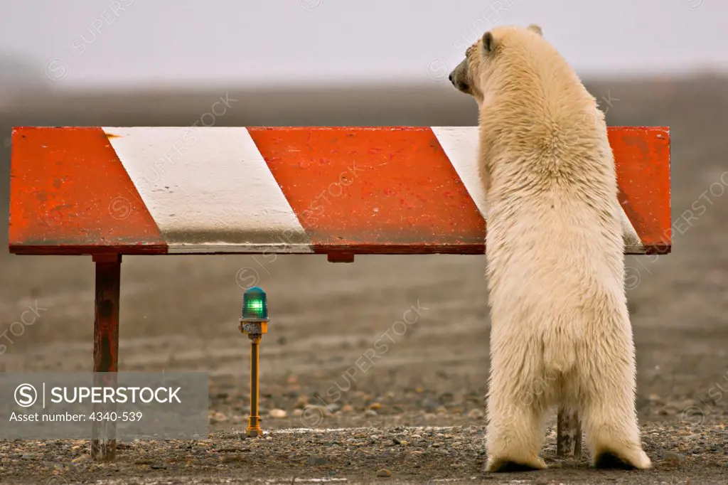 Polar Bear Cub Playing on a Airport Runway Marker