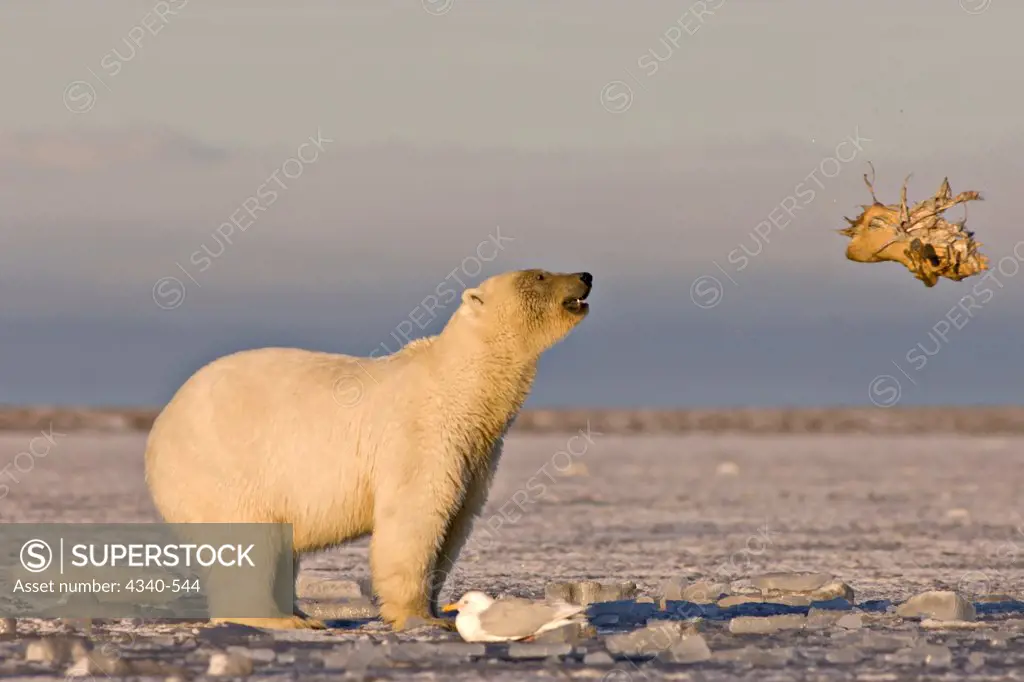 Polar Bear Playing With a Walrus Flipper