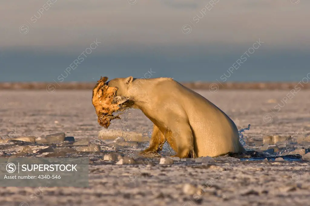 Polar Bear Playing With a Walrus Flipper