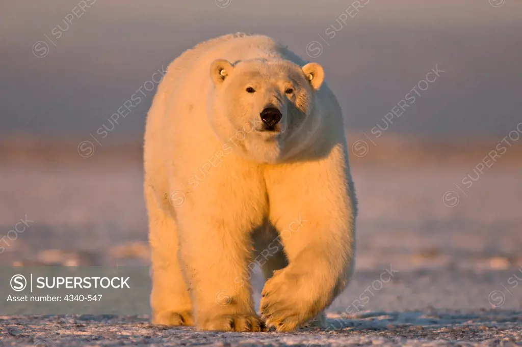 Polar Bear Walking on the Pack Ice at Sunset