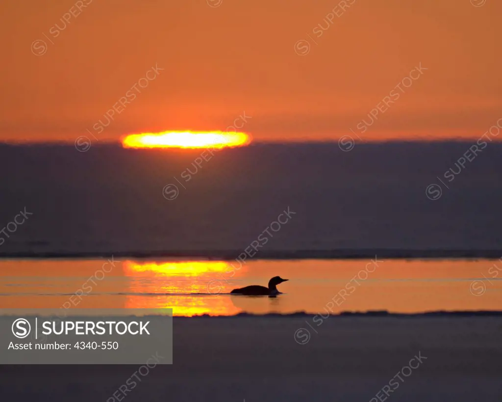 Loon Swimming at Sunset