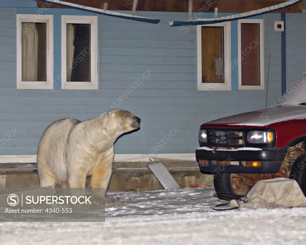 Polar Bear Walking Through The Village of Kaktovik