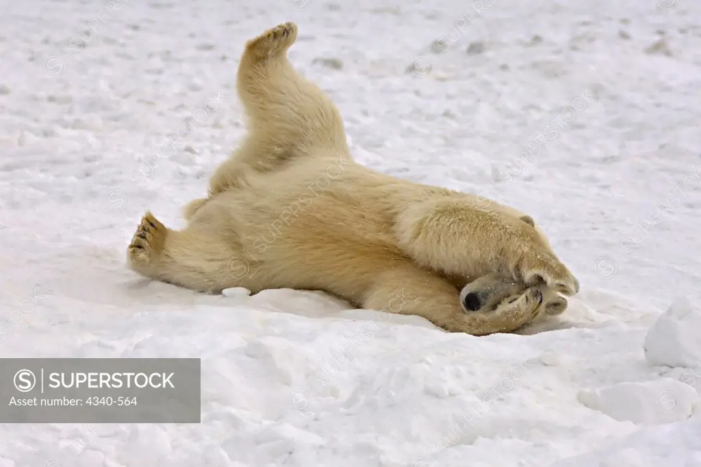 Polar Bear Subadult Rolls Around on Newly Formed Pack Ice