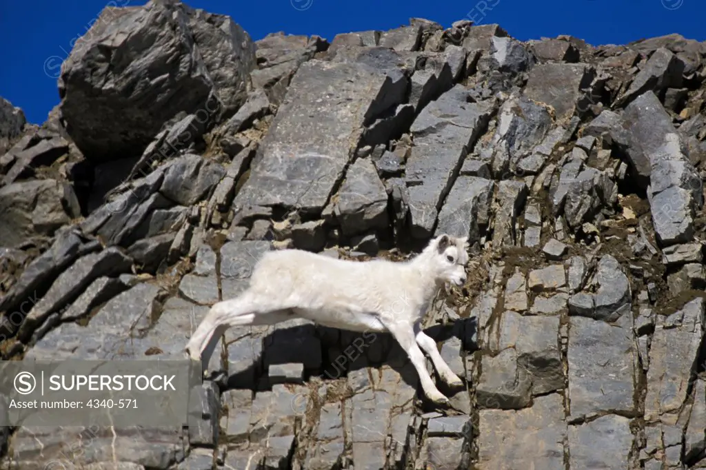 Dall Sheep Lamb Jumping Along Steep Cliff