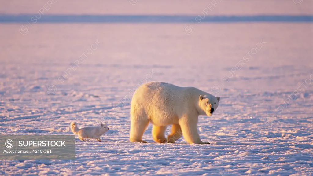 Arctic Fox Follows a Polar Bear as It Hunts