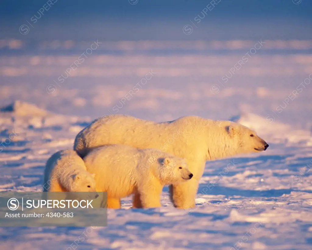 Polar Bear Sow with Cubs on Pack Ice