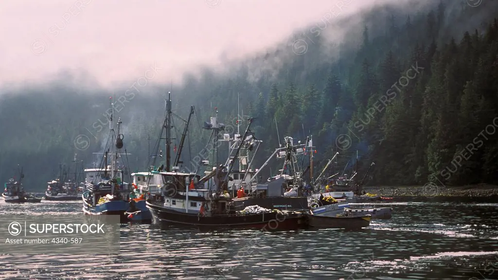 Fishing Boats Off-Load Chum Salmon to Tender