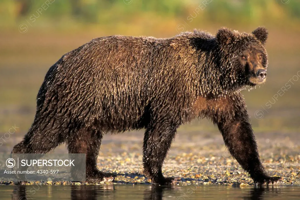 Brown Bear Walking Along a River