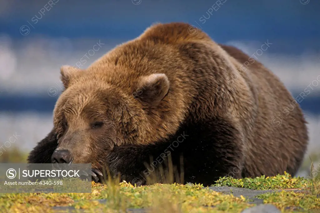 Brown Bear Napping