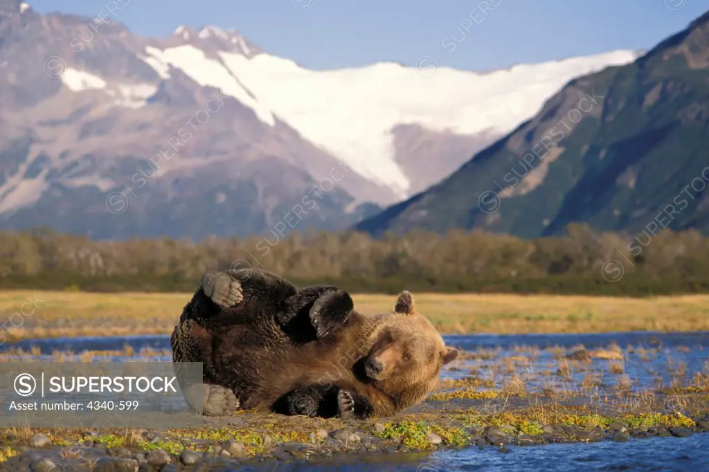 Brown Bear Rolling Around a Riverbed