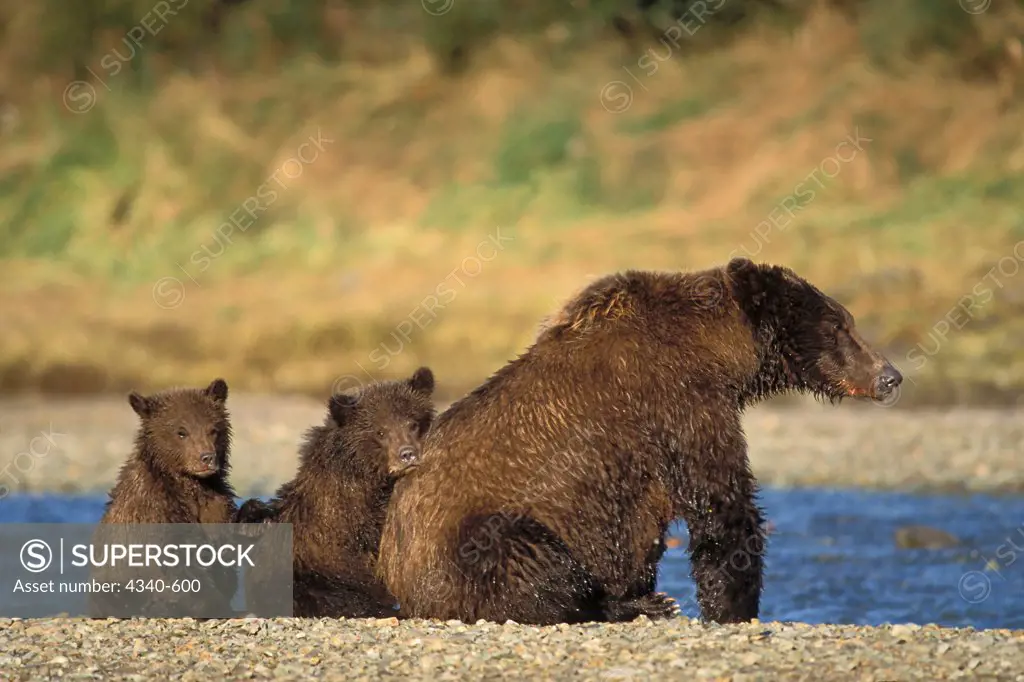 Brown Bear Sow with Cubs Looking For Salmon