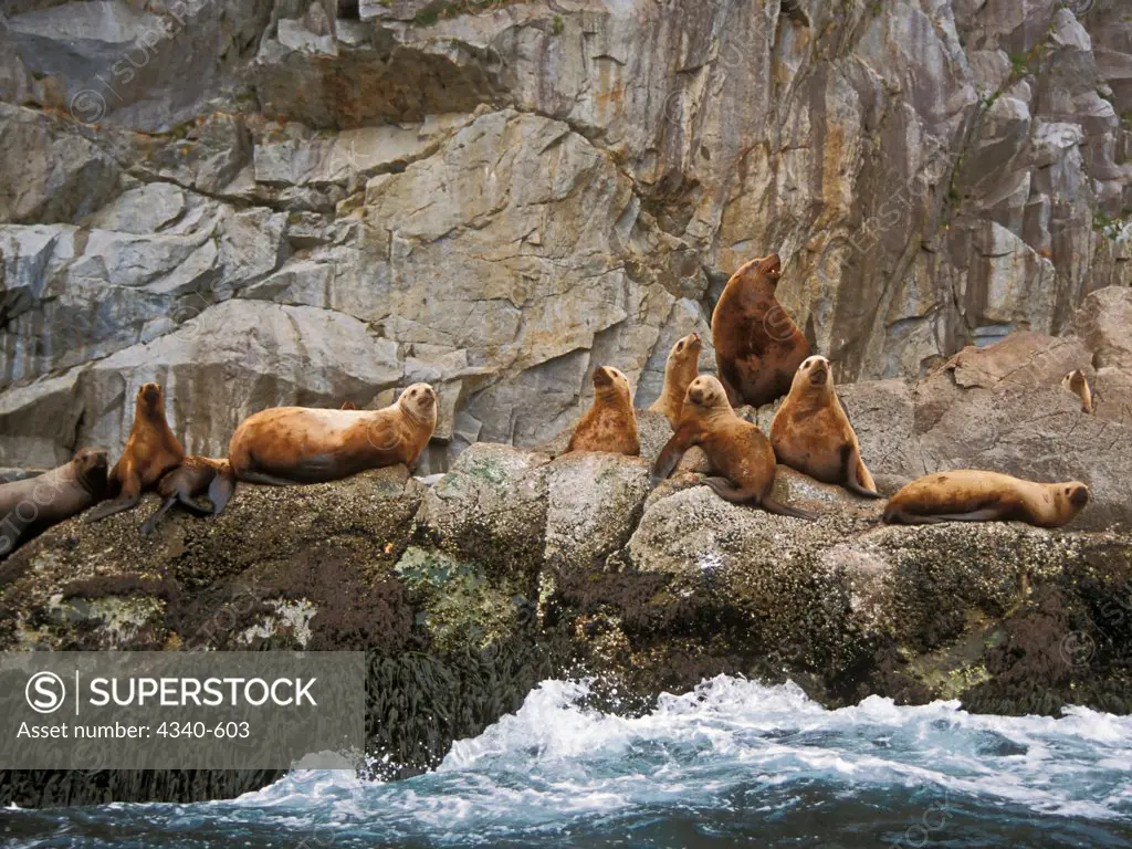 Steller Sea Lions Sun Themselves on Rocks