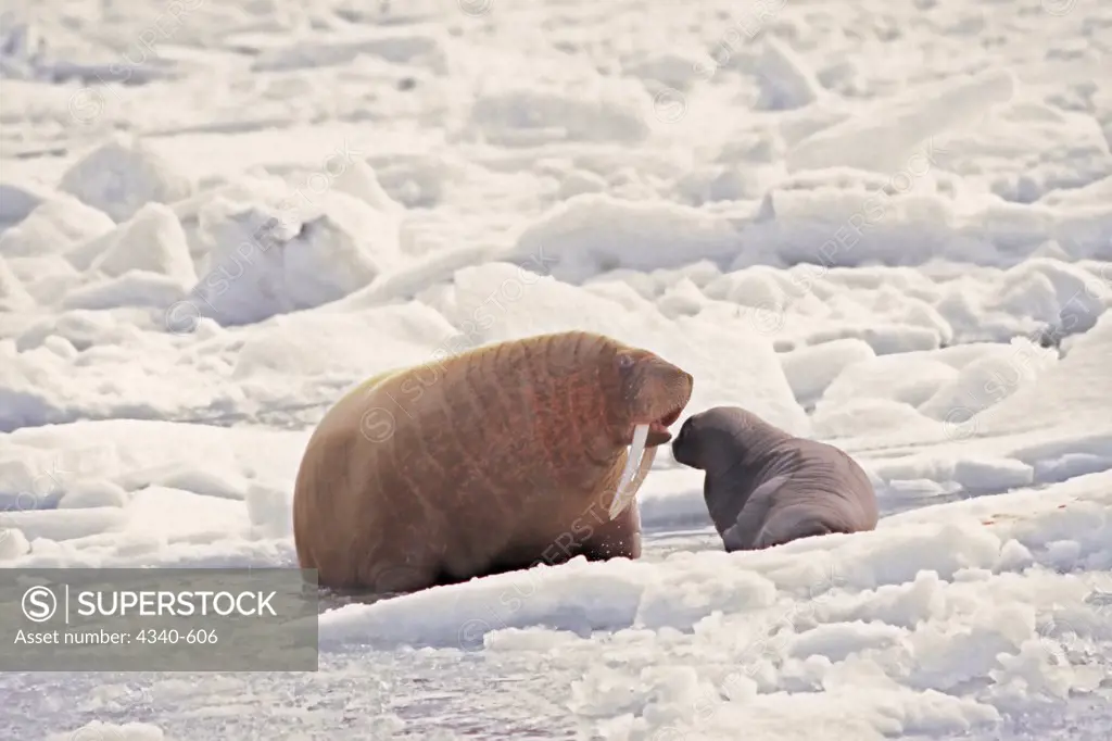 Walrus Cow with Spring Calf on Pack Ice
