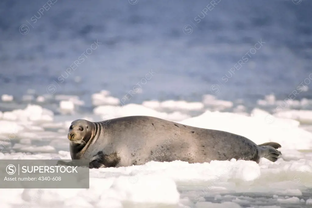 Bearded Seal Cow on Pack Ice in the Bering Sea