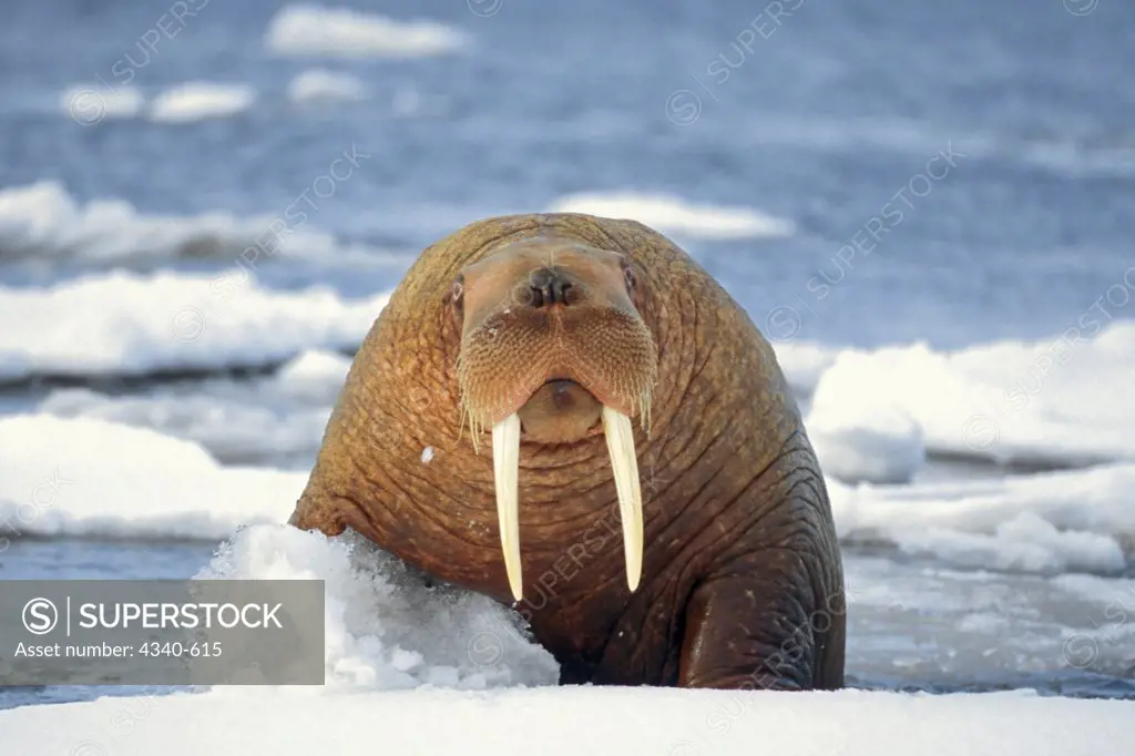 Walrus on Pack Ice in the Bering Sea