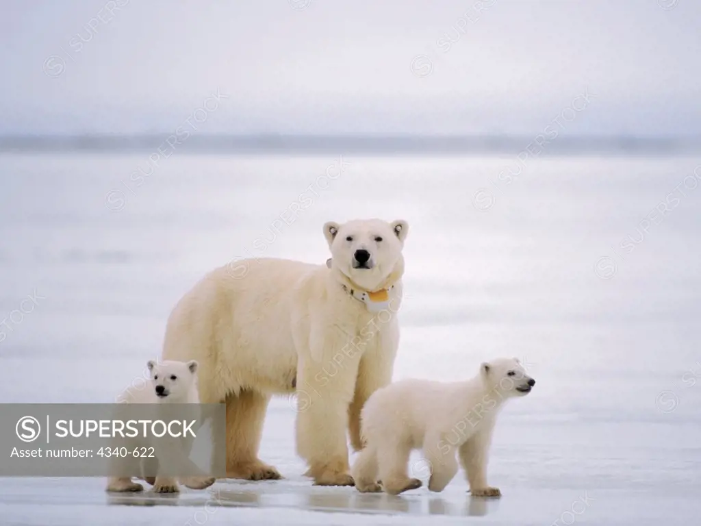 Polar Bear Sow with Spring Cubs