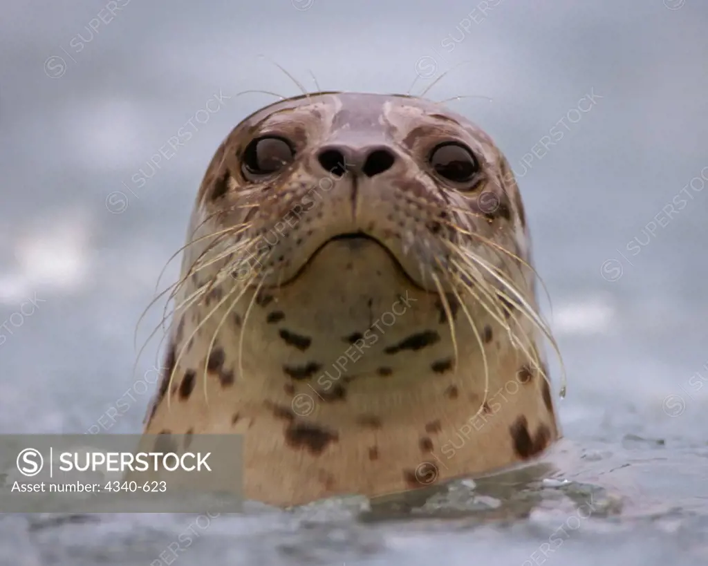 Pacific Harbor Seal in Waters Off Northwestern Fjord