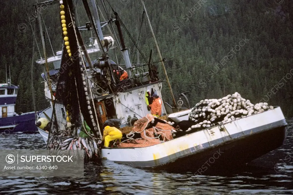 Commercial Fishing Vessel Pulling in Sein Gear Filled with Chum Salmon