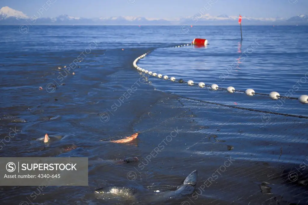 Commercial Fishing Set Net Filled with Fish