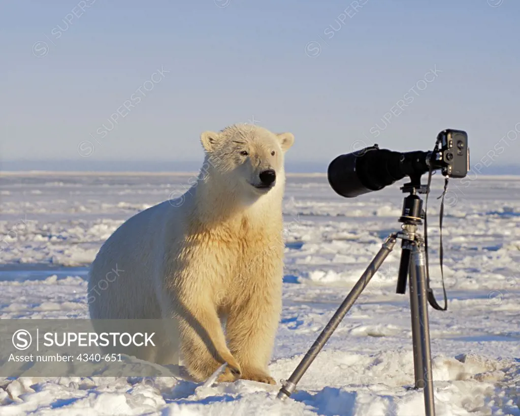 Polar Bear Investigating  Photographer's Camera and Tripod