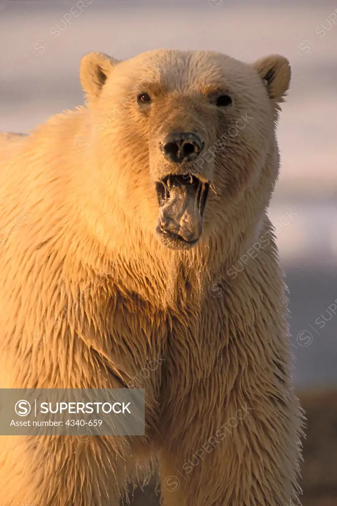 Polar Bear Showing Tongue
