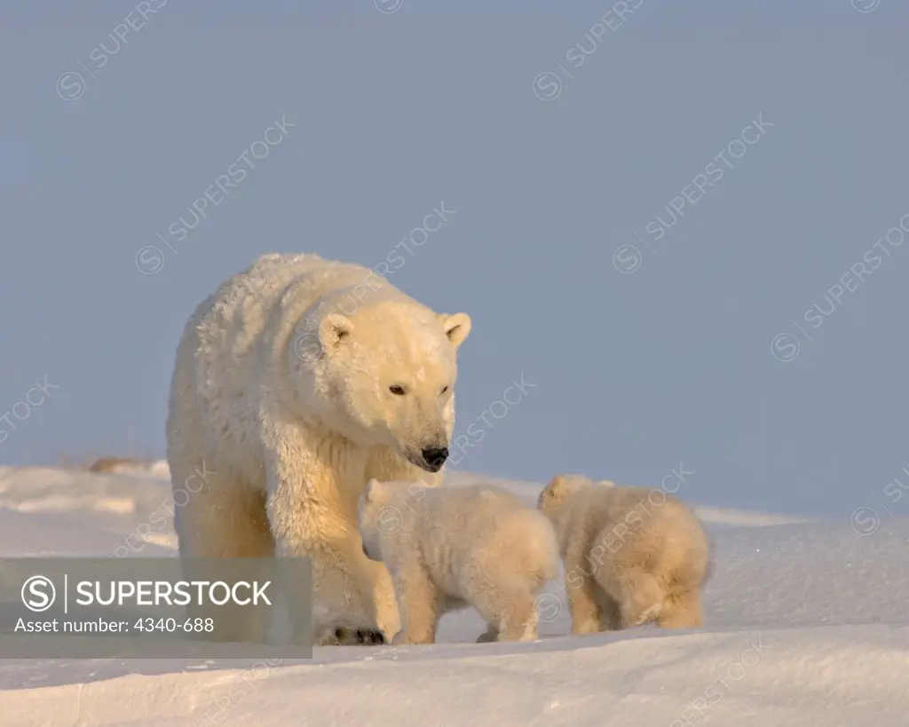 Polar Bear Sow Keeps Her Spring Cubs Close By