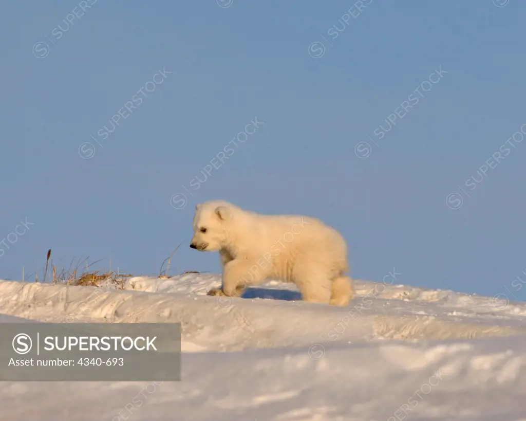 Polar Bear Spring Cub Explores Outside Its Den