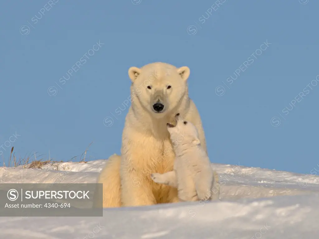Polar Bear Sow Plays With Her Cub