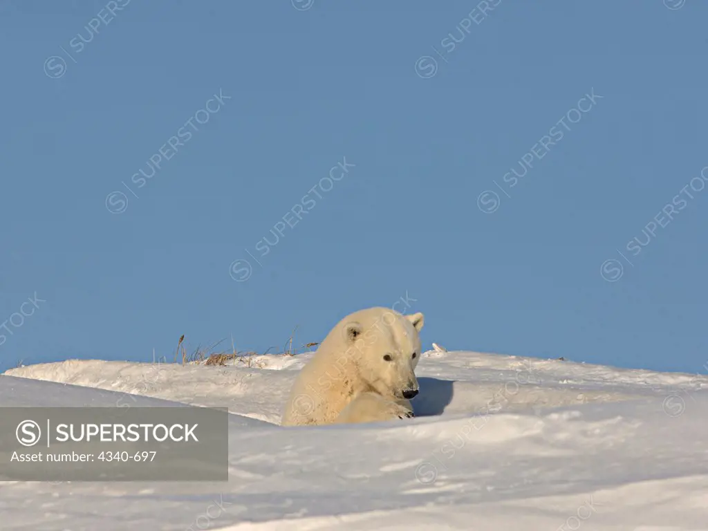 Polar Bear Sow Emerges From Her Den