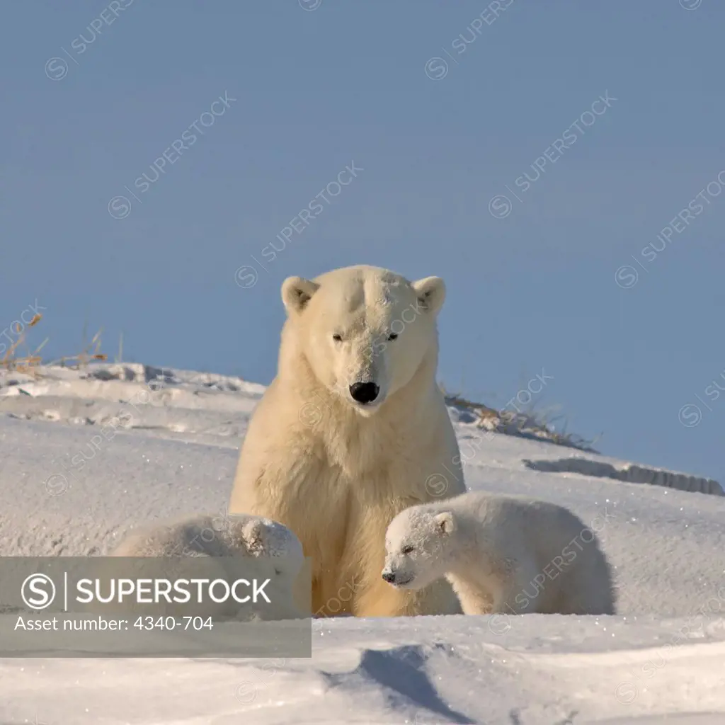 Polar Bear Sow Plays with Her Spring Cubs Outside Their Den