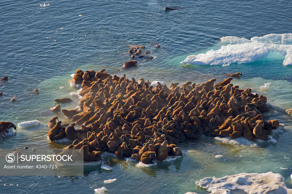 Walrus Herds Resting on Floating Pack Ice