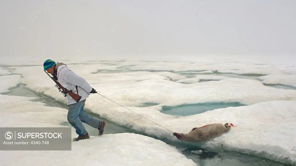 Inupiaq Seal Hunter Pulls in His Ringed Seal Catch