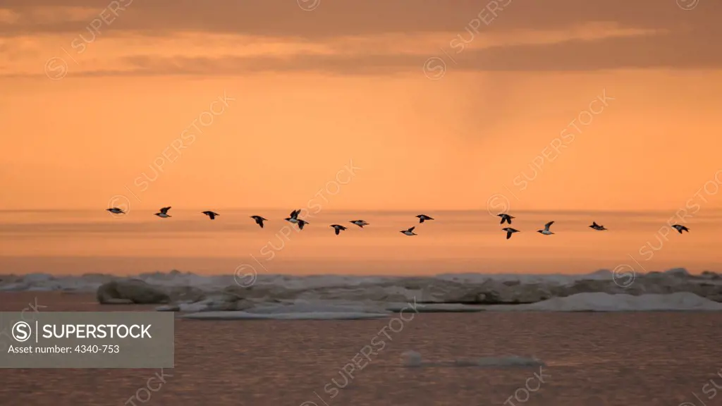 Thick-Billed Murres Flying Along the Arctic Coast