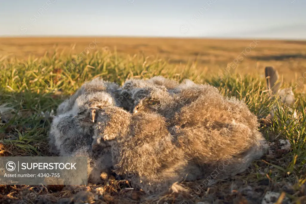 Snowy Owl Fledglings Huddled in Their Nest
