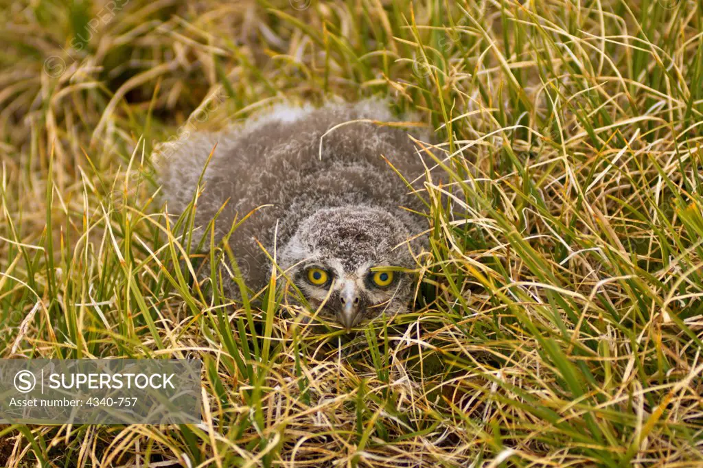 Snowy Owl Fledgling Camouflaged in Tundra Grasses