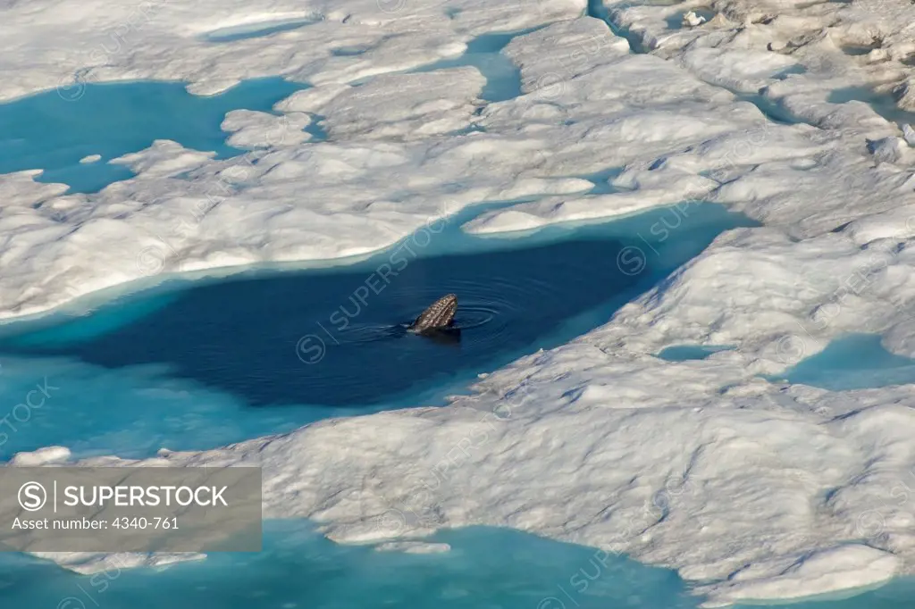 Bowhead Whale Emerges From a Opening in Multi-Layer Ice