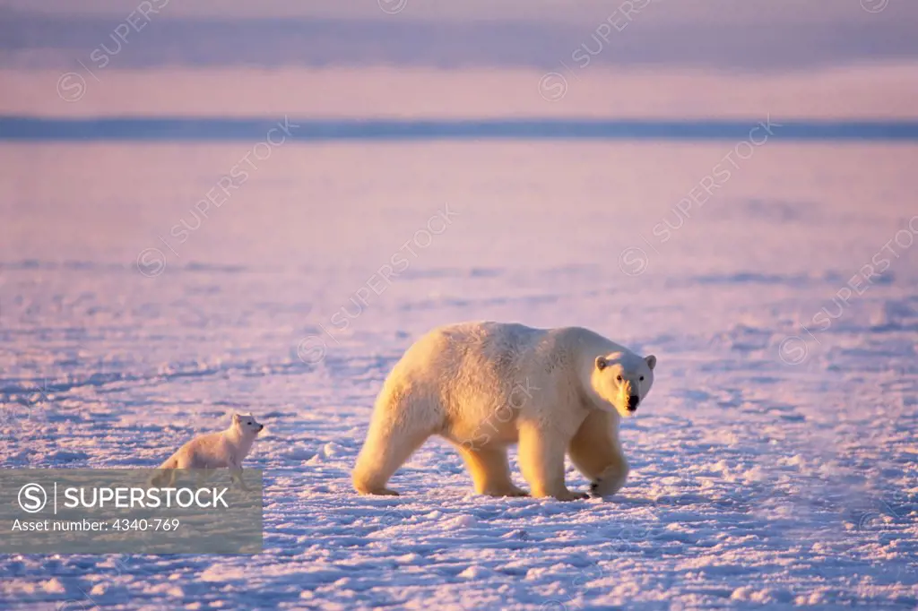 Arctic Fox Follows a Polar Bear As It Hunts