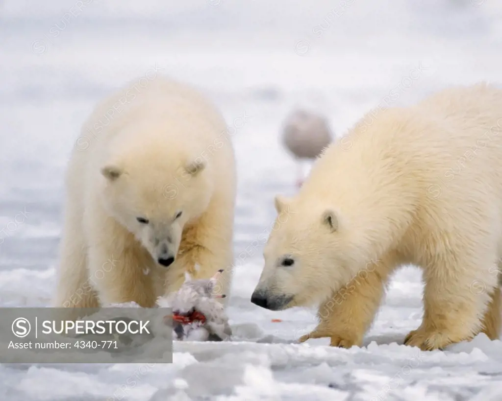 Polar Bear Cubs Practice Their New Hunting Skills