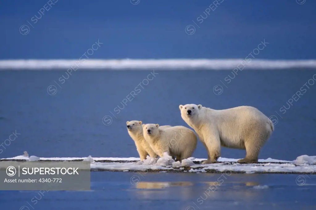 Polar Bear Sow with Cubs Along the Arctic Coast of Alaska
