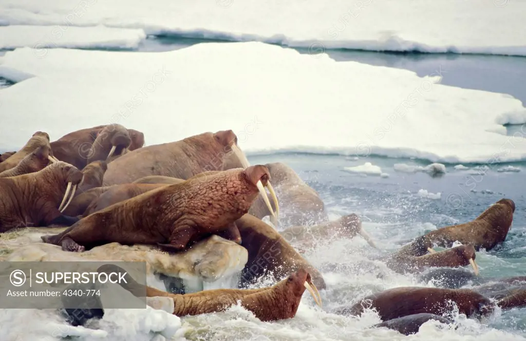 Herd of Walrus on Pack Ice in the Bering Sea
