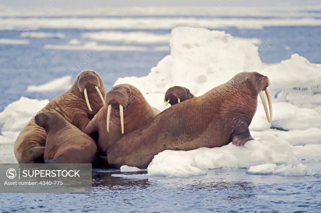 Walrus Bulls and Cows on Pack Ice