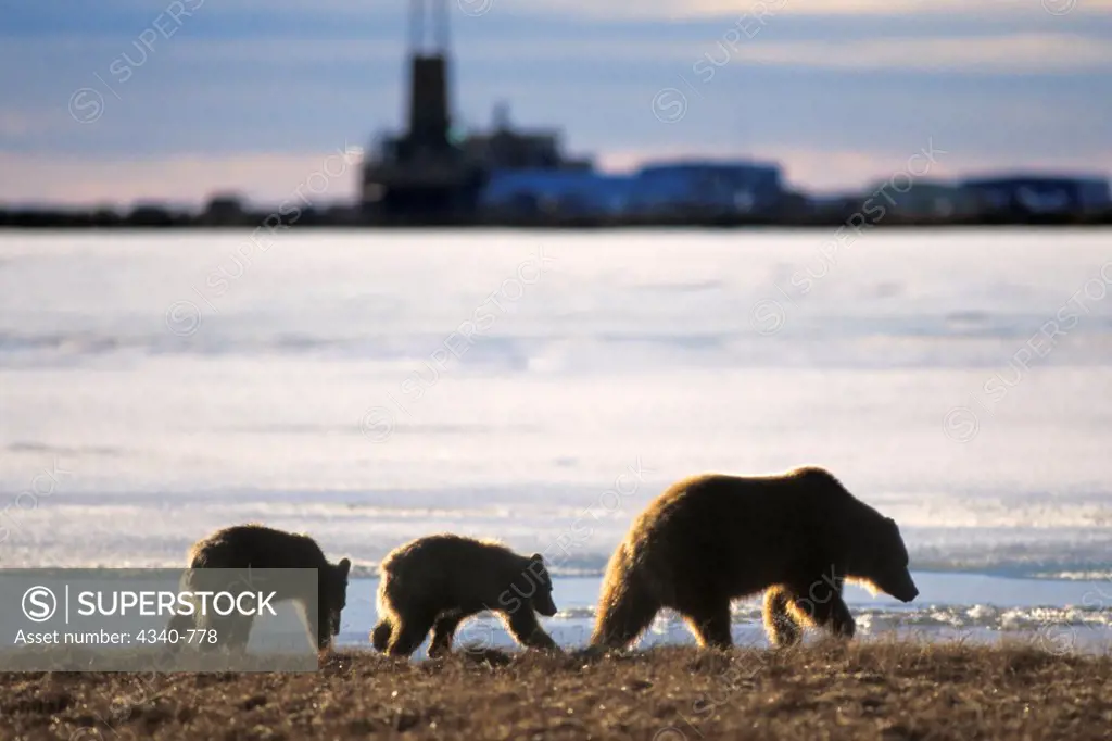 Arctic Grizzly Bear Sow with Cubs in Prudhoe Bay, Alaska