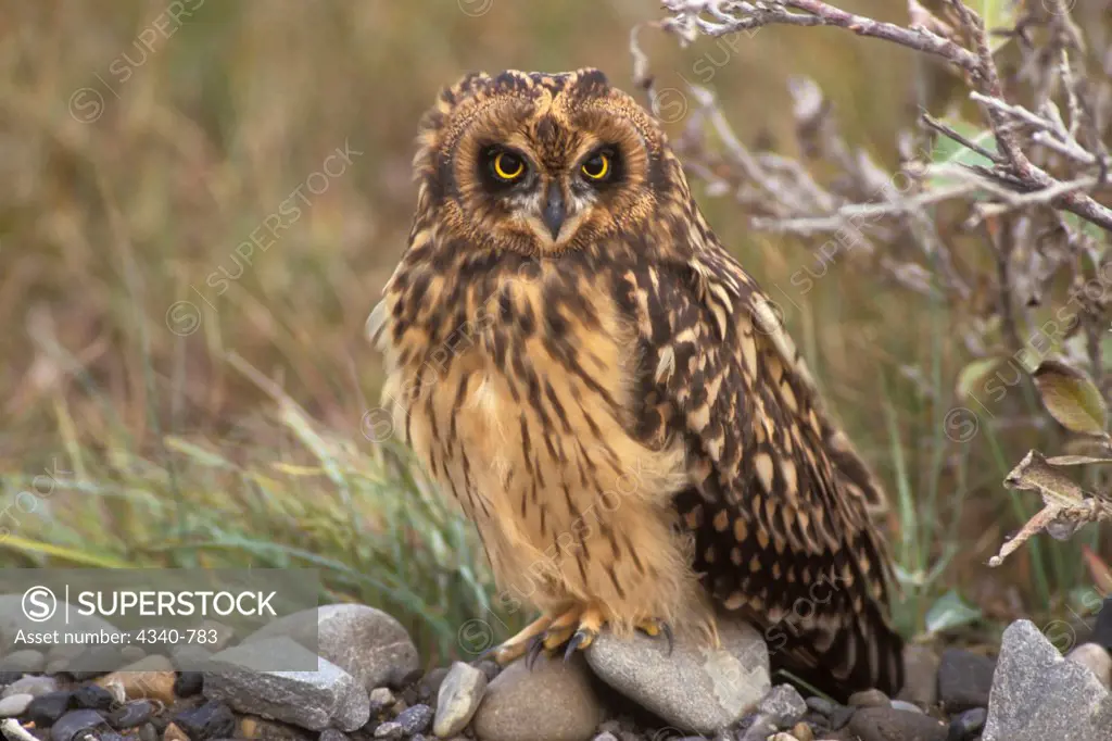 Short-Eared Owl Along the Haul Road in Arctic Alaska