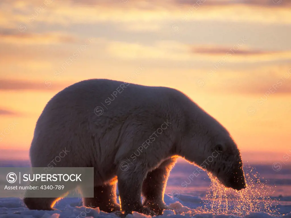 Polar Bear Hunts by Breaking a Hole in the Pack Ice