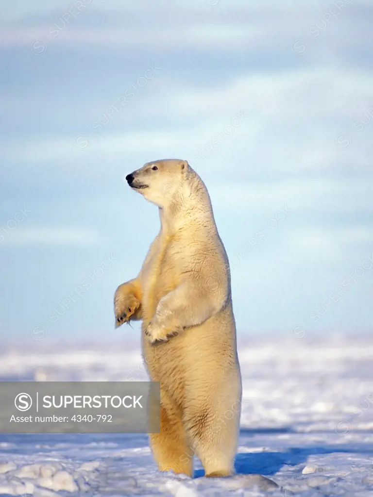 Polar Bear Sow Stands to Survey the Landscape