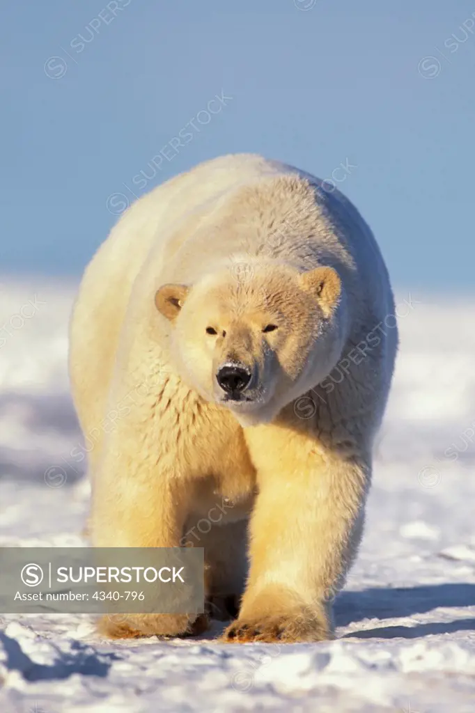 Large Tagged Female Polar Bear Walking on Pack Ice
